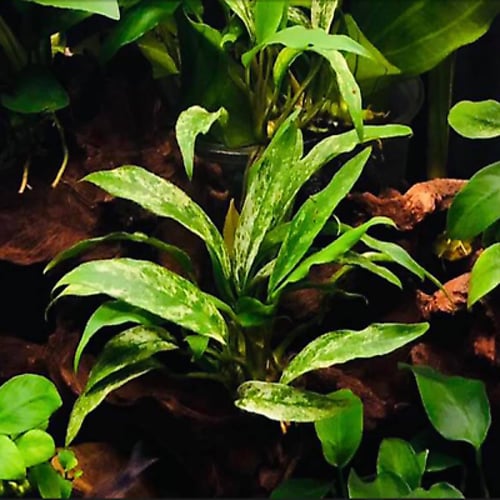 Anubias barteri var. Dragon Claw TC Cup