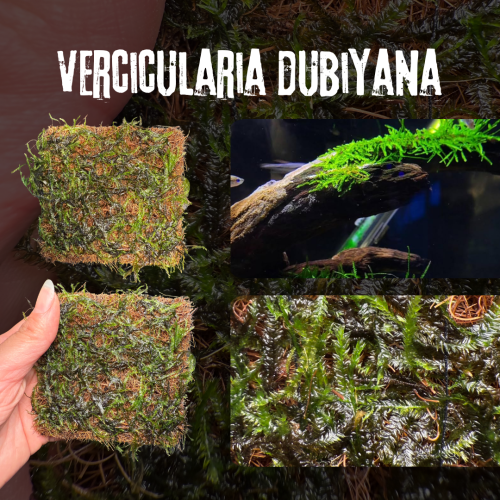 Vesicularia dubyana | Java Moss | فيسيكولاريا دوبي...
