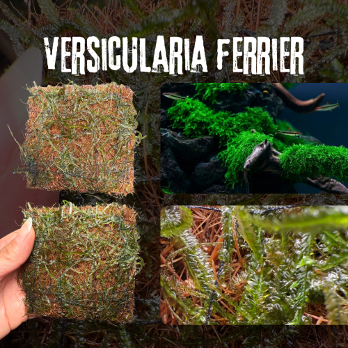 Vesicularia ferriei | Weeping Moss | فيسيكولاريا ف...