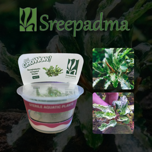 Bucephalandra Variegated Marble TC Cup