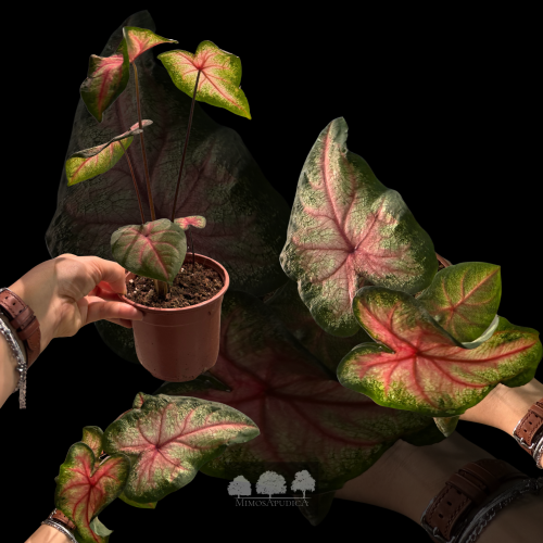 كالاديوم بينك بيوتي – Caladium Pink Beauty