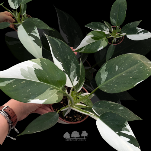 فيلوديندرون وايت ويزارد – Philodendron White Wizar...