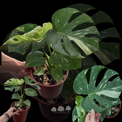 مونستيرا ألبو بورسيجيانا – Monstera Albo Borsigian...