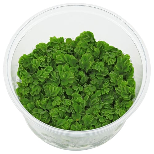 Salvinia auriculatas