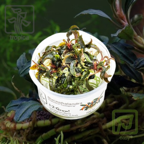 Bucephalandra 'Kedagang'
