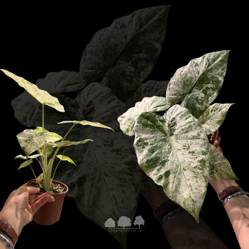 سينغونيوم موهافي – Syngonium Mojito