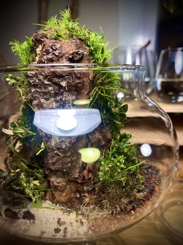 Live terrarium 4
