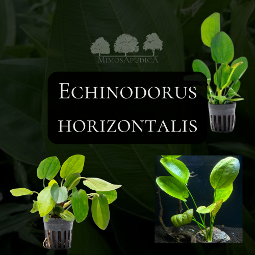 Echinodorus horizontalis