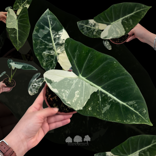 ألوكاسيا فارقيتا – Alocasia macrorrhizos ‘Variegat...