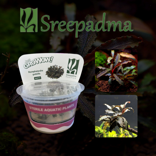 Bucephalandra Godzilla TC Cup
