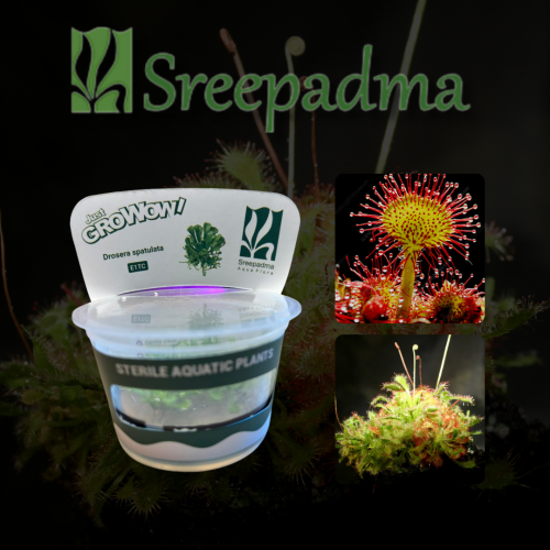 Drosera spatula TC Cup