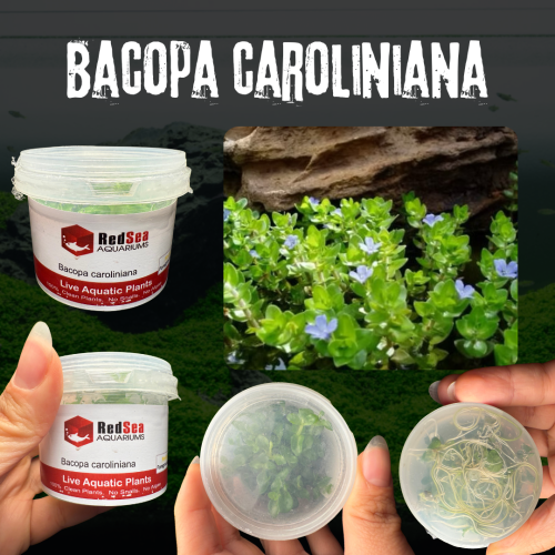 Bacopa Caroliniana | باكوبا كارولينيانا