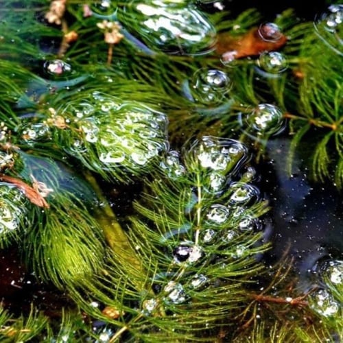 Ceratophyllum demersum
