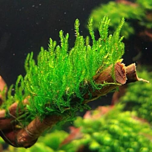 Taxiphyllum Flame TC Cup