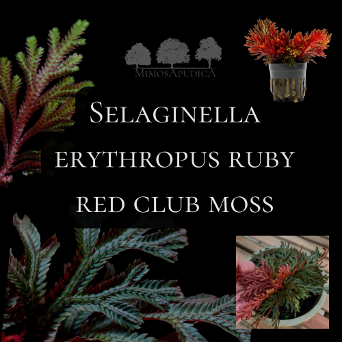 Selaginella erythropus ruby red club moss