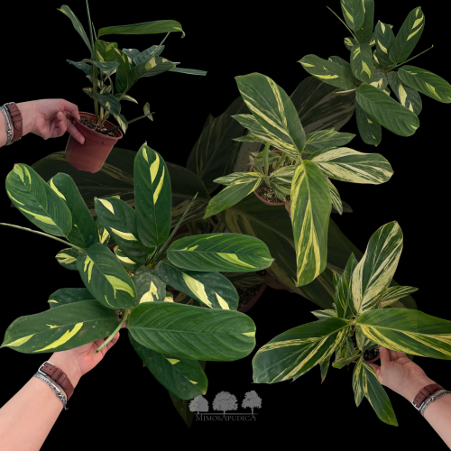 فيلوديندرون بيركين فارقيتا – Philodendron Birkin V...