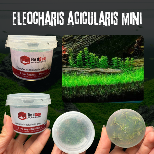 إليوكاريس أسكيولاريس ميني – Eleocharis acicularis...