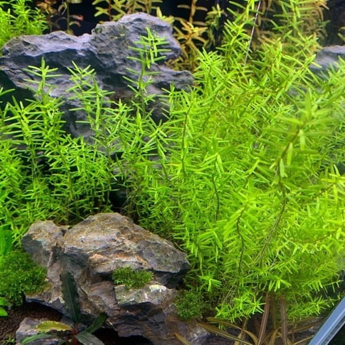 Rotala Rotundifolia ‘Wayanad