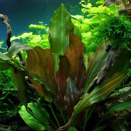 Echinodorus 'Reni'