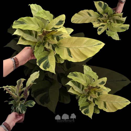 كالاثيا يلو فيوجن – Calathea Yellow Fusion