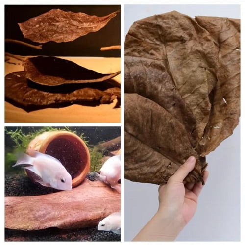 أوراق الكاتابا المجففة 100% الطبيعية – لتحسين جودة...