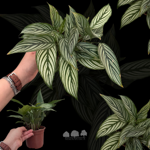 كالاثيا وايت ستار – Calathea White Star �