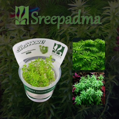 Tonina fluviatilis TC Cup