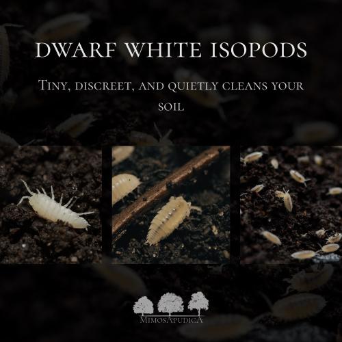 إيزوبود القزم الأبيض – Dwarf White Isopods