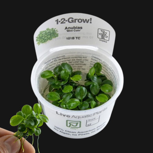 Anubias barteri 'Mini Coin