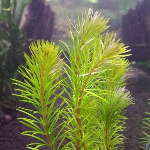 Rotala sp Bangladesh