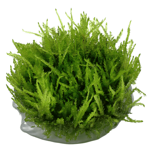 Vesicularia ferriei 'Weeping Moss'