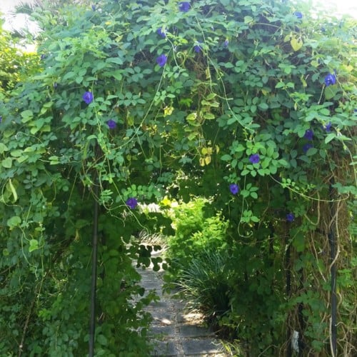 الشاهي الازرق(عضوي) 30بذره