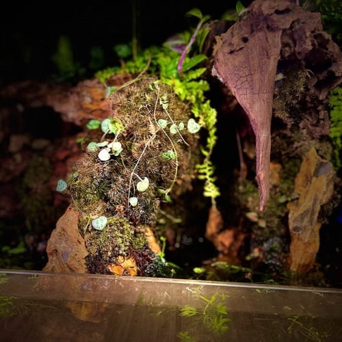 بلوداريوم paludarium