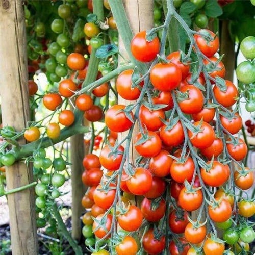 الطماطم الكرزيه عضوي 225 بذره