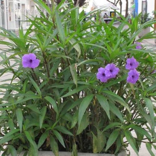 نبات الرويليا (عضوي)30 بذره