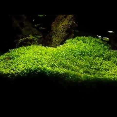 Hemianthus micranthemoides