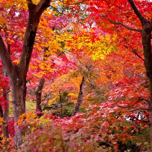 Acer rubrum شجره القيقب