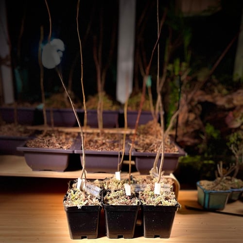 Sweet Gum شجره اللبان