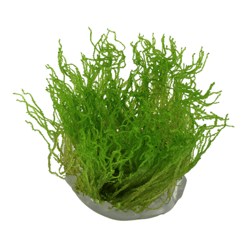 Taxiphyllum sp. ’Flame Moss’