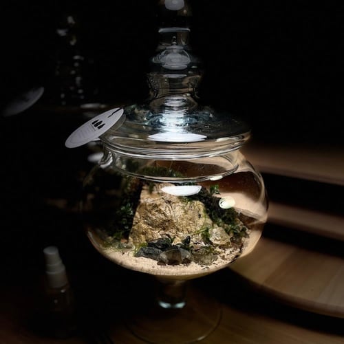 Live terrarium 8