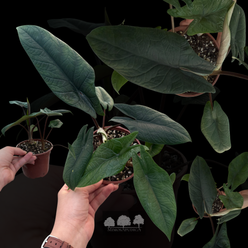 ألوكاسيا دراغون سكيل – Alocasia baginda ‘Dragon Sc...