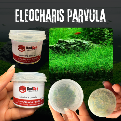 Eleocharis Parvula | إليوكاريس بارفولا