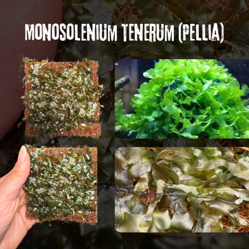 Monosolenium tenerum (Pellia) | مونوسولينيوم تينير...