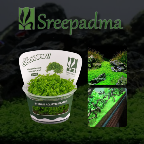 Micranthemum Monte Carlo TC Cup