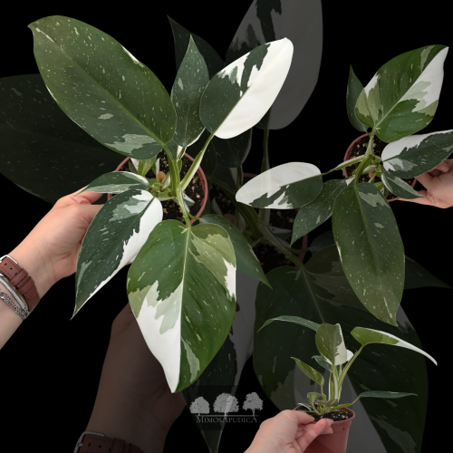 فيلودندرون وايت برنسس – Philodendron White Princes...