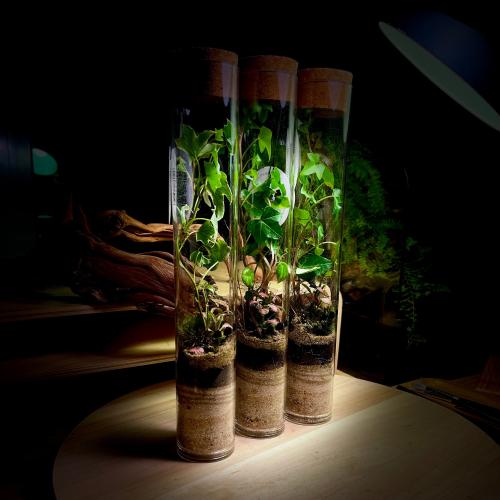 terrarium 14