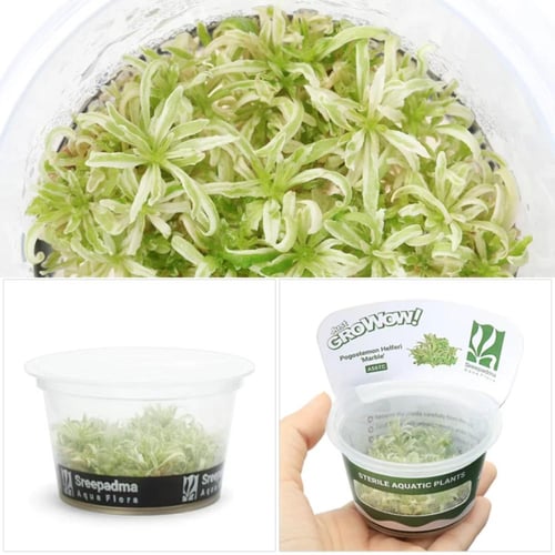 Pogostemon Helferi Marble TC Cup