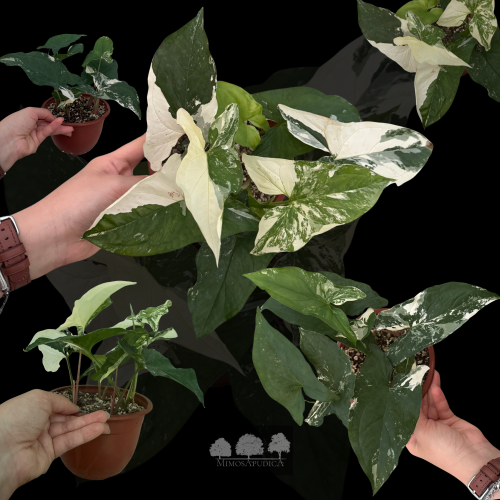 سينغونيوم ألبو فارقيتا – Syngonium Albo Variegata