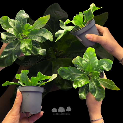 سرخس عش الطائر القزمي – Dwarf Bird’s Nest Fern