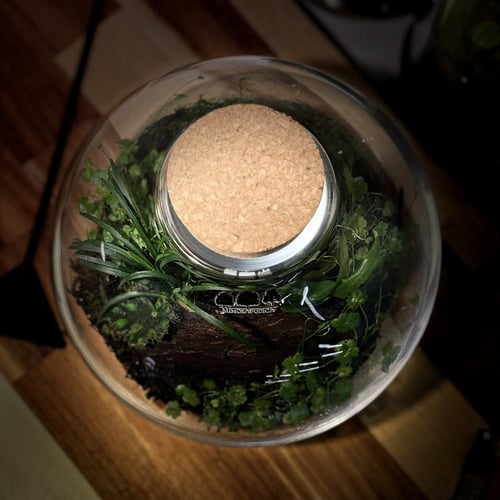 Terrarium tropical 21